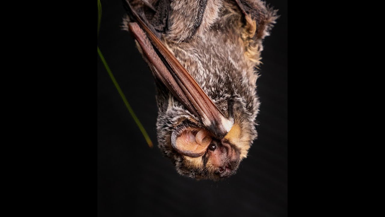 The Mysteriously Exciting World of Bats