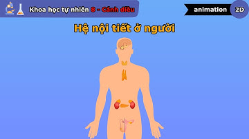 Hệ nội tiết ở người - Khoa học tự nhiên lớp 8 - Bài 35 - Cánh diều - vninfographic