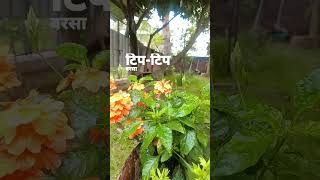 tip tip barsi pani