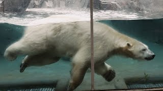 Kali the Polar Bear at the Zoo 4K - St. Louis Zoo - William Tell Overture