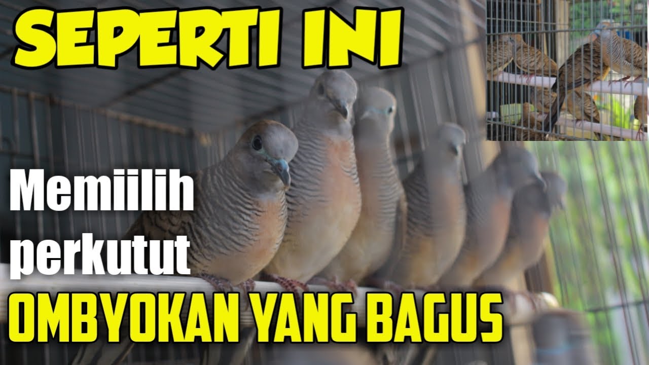 Cara memilih perkutut ombyokan yang bagus Dan Bersuara besar 