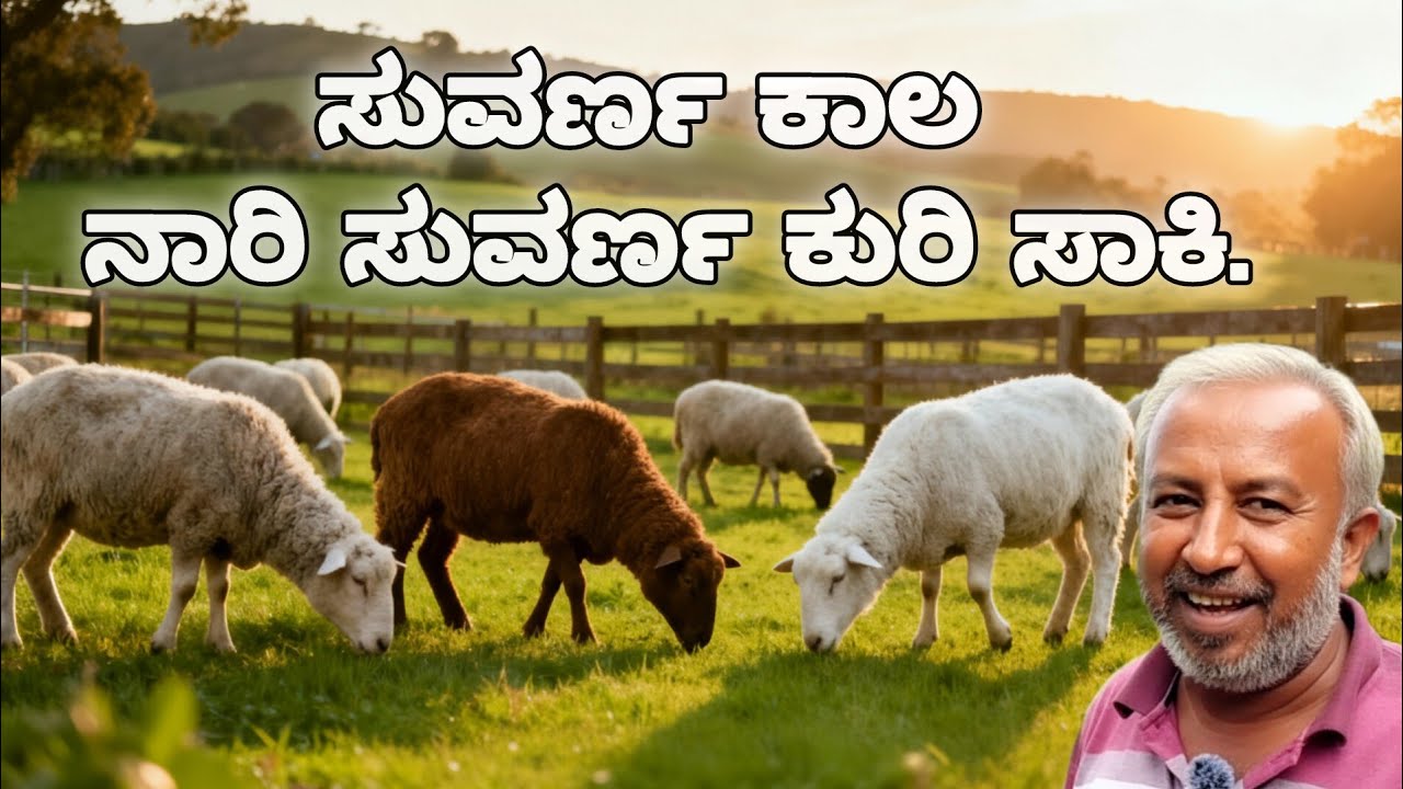 ಸುವರ್ಣ ಕಾಲ ನಾರಿ ಸುವರ್ಣ ಕುರಿ ಸಾಕಿ|Nari suvarna sheep. |Farmer|Sheep farming.