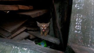 This kitten needs a lot of food for hunger by The Gohan And Cats 864 views 1 day ago 6 minutes, 2 seconds