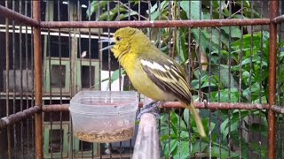 Burung sirtu gacor bikin lawan emosi