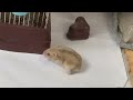 Em trà sữa ra khỏi chuồng đi chơi🐹🐹🐹