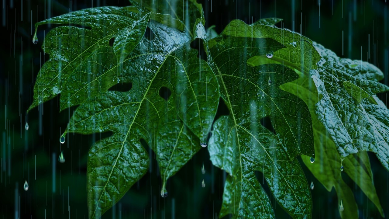 Heavy Rain Noise on Jungle Foliage Puts You to Sleep!