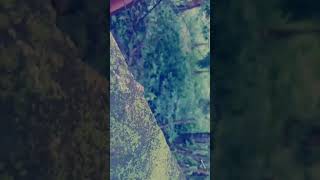 Nature photography.....Gif