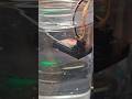 Electronics Potting Gel on Rc Reciever, Will It Work?