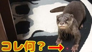 カワウソとレーザーポインターで遊んだ結果！【しゃもじ】