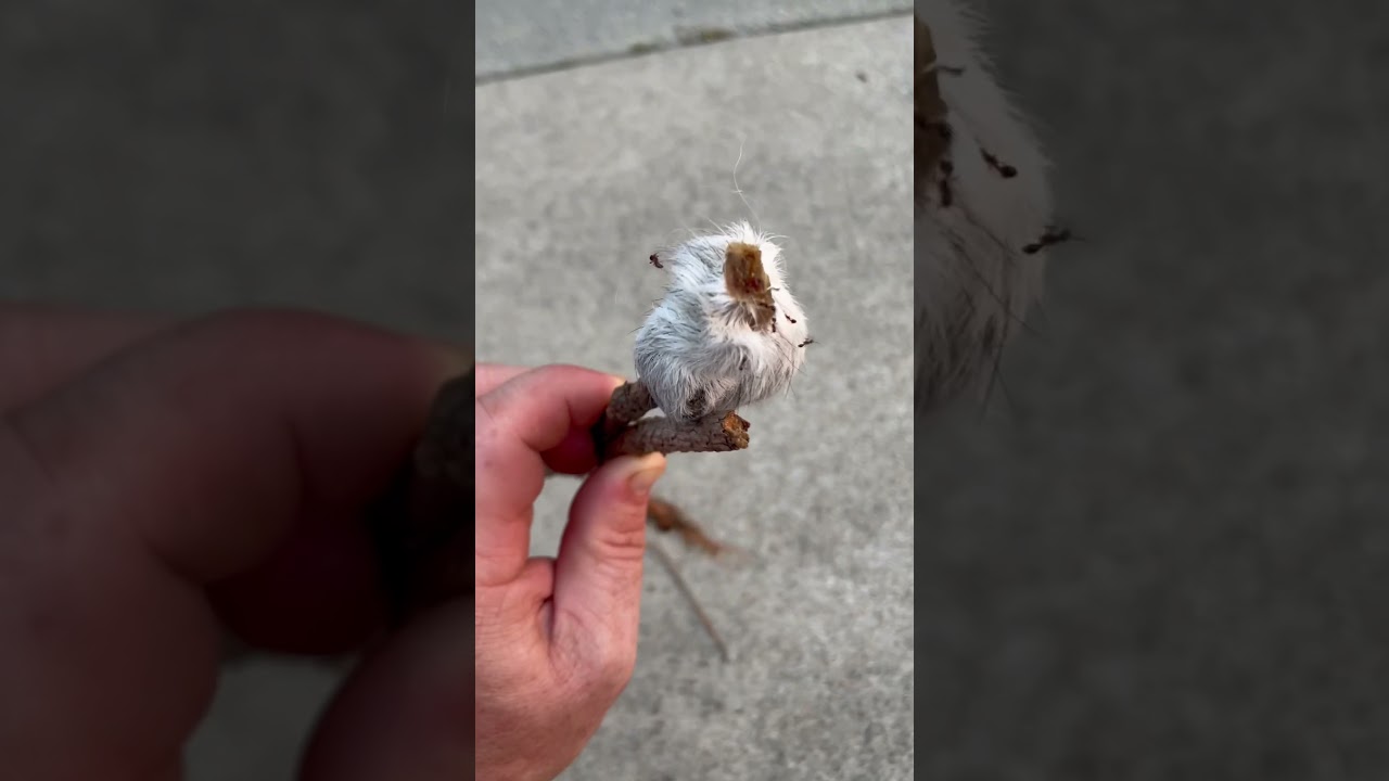 What happens when you use an elastrator on a goat?