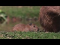 The world’s largest rodent species has given birth at Chester Zoo