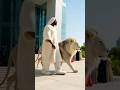 LION AND THE CELEBRANT #shorts #comedy #youtubeshorts #funny