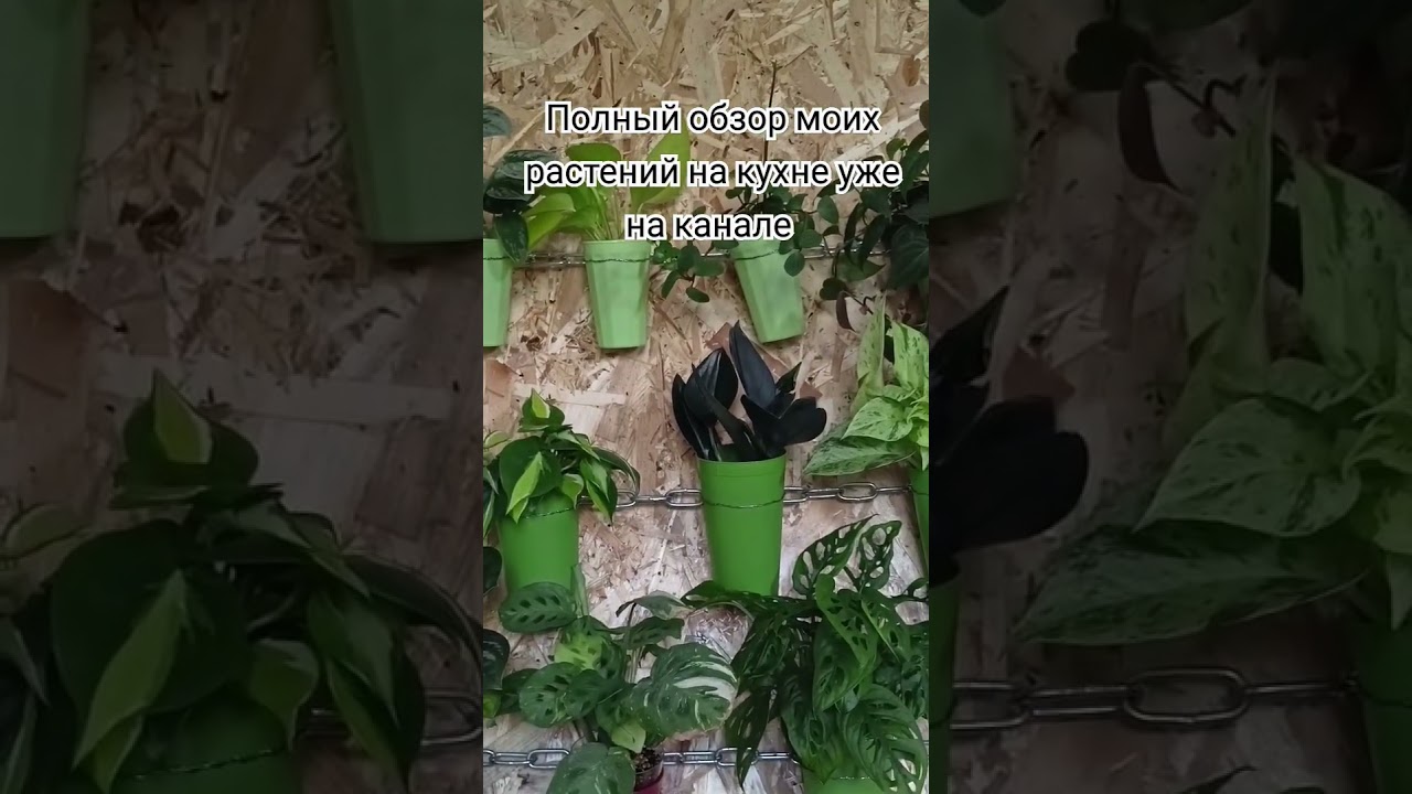 Обзор моих растений.часть 2.Моя коллекция.