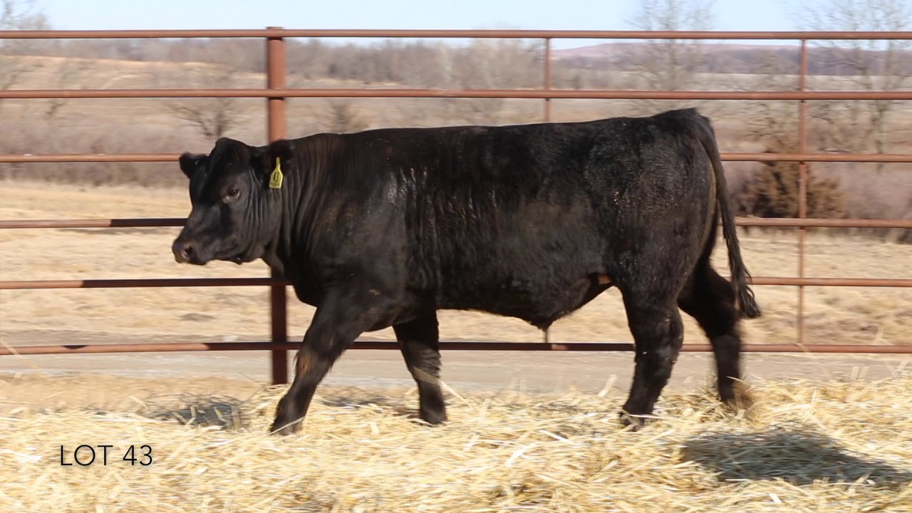 Lot 43 Gold Bullion Group YouTube