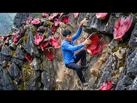 Harvesting 1000+KG of Rare Horseshoe Roots on the Mountain and Taking Them to the Market for Sale