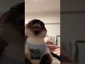Like a triangular rice ball🍙 #cat #catshorts #catvideos #cute #funny