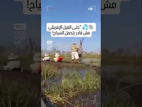حتى الفيل الإفريقي مش قادر يتحمل السياح