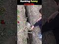 Ranking funny animals  #funny #hilariousfails #fail #failgag #fails #memes #laugh #funnyfails #fun
