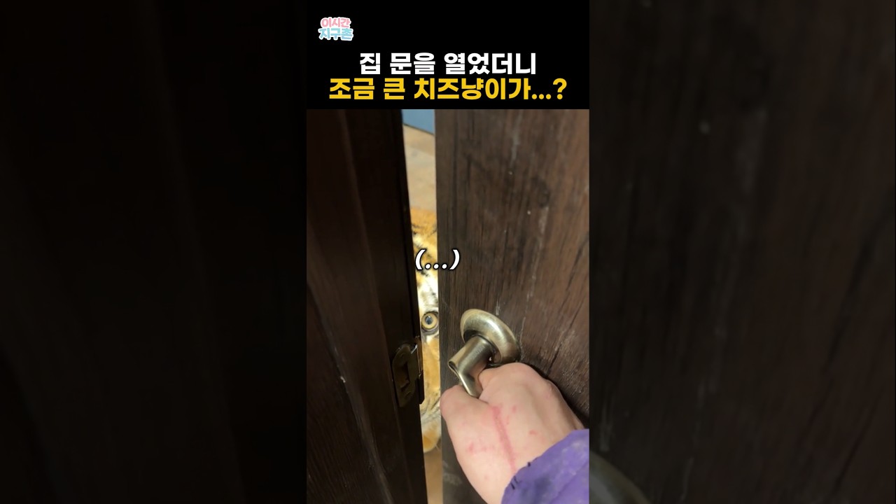 집 문을 열었더니 조금 큰 치즈냥이가..?