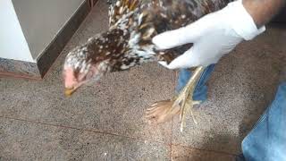 Treating diseased Hen | Eye problem | is this Coryza  | Nati Chicken Treatment