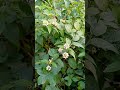 জংলি প্রাকৃতিক অজানা একটি ফুল কি অপরূপ দৃশ্য #sorts #everyone #প্রকৃতি #ফুল #জংলি_ফুল #sorts_video