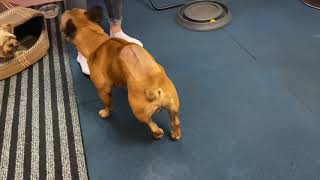 Реабилитация собаки после межпозвонковой грыжи