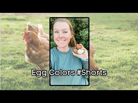 Video: Waarom zijn kippeneieren blauw?