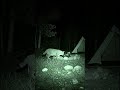 CCTV Camera Captures a Bobcat Near the Night Campsite at Night