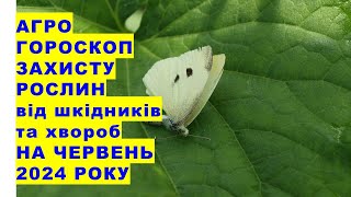 Аграрний гороскоп захисту рослин від шкідників та хвороб на червень 2024 року