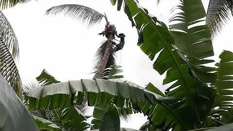 Anh thợ cưa ra áo hạ cây dừa cao khủng ngã vào kho rất N guy Hiểm ở BA CHÚC.
