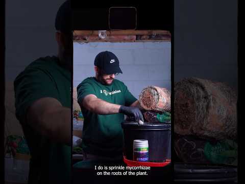 Building the Ultimate Living Soil with Gaia Green! 🛠️🌍