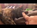 Princess biscuits the tortie so soft