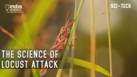 The Science Of Locust Attack (E)