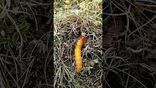 💢看看难得一见的冬虫夏草活体！Rare Sighting Of Cordyceps Sinensis #Animal 【跟着图尔去旅行】