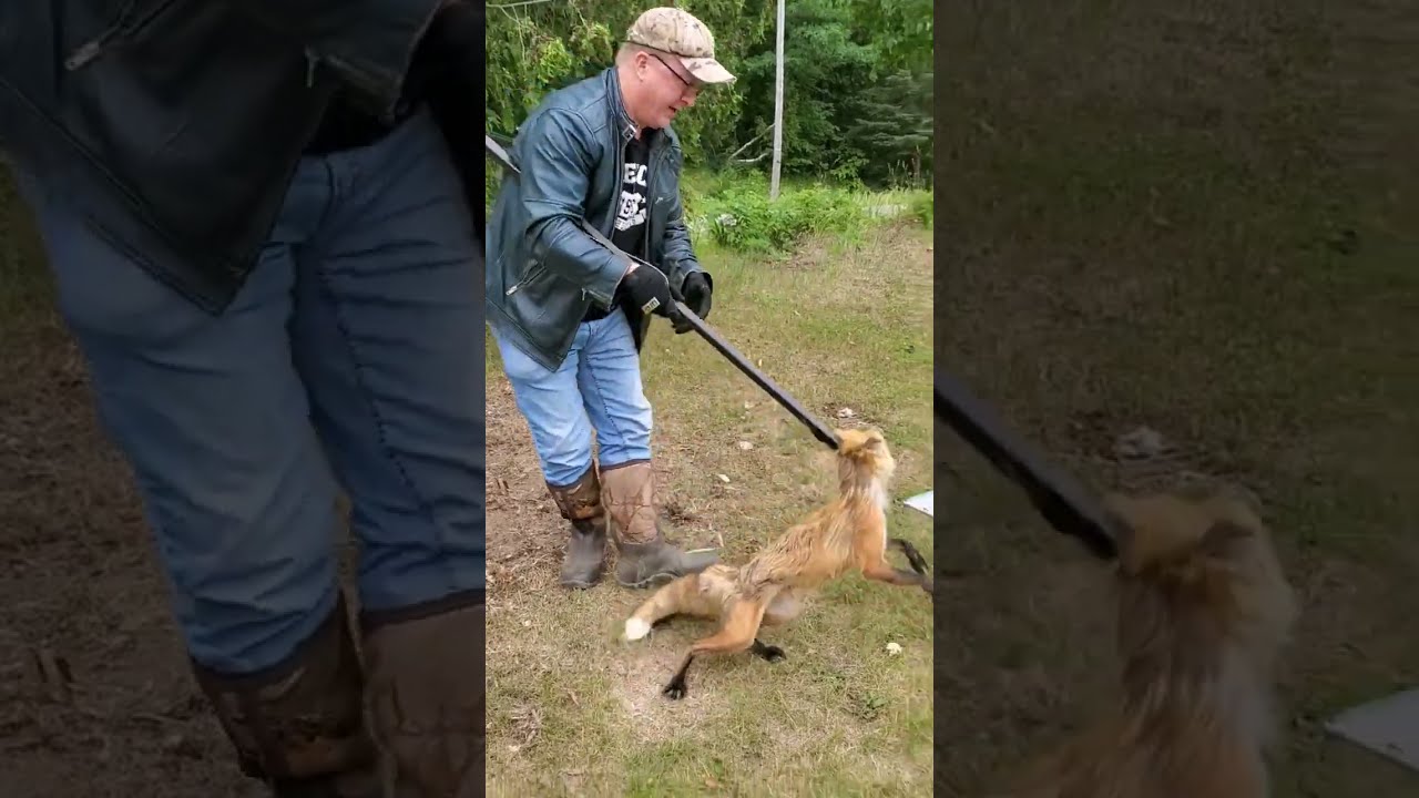 Trapper Releases Fox Unharmed Easterncoyote Hunting Catch Release