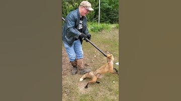 Trapper Releases Fox Unharmed! #easterncoyote #hunting #fox #catch #release