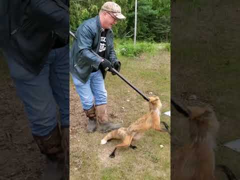 Trapper Releases Fox Unharmed! #easterncoyote #hunting #fox #catch #release