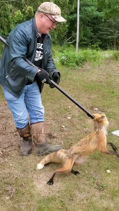 Trapper Releases Fox Unharmed! #easterncoyote #hunting #fox #catch #release
