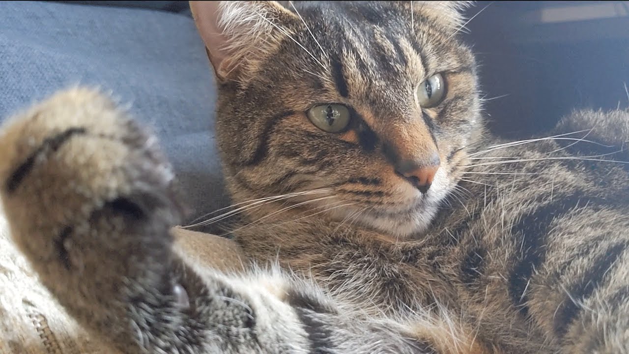 イケメン猫４歳　人間で言えば32歳らしい