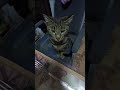 Паспорта наших котов. Следим, чтобы не похудели...Кассий,Гром,Бублик💓❤💓🐈⬛
