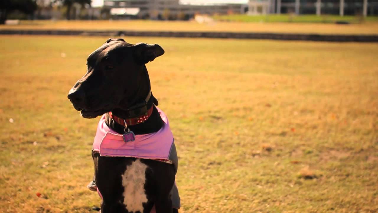 puppy paradise Great Dane With a Pink Vest | The Daily Puppy