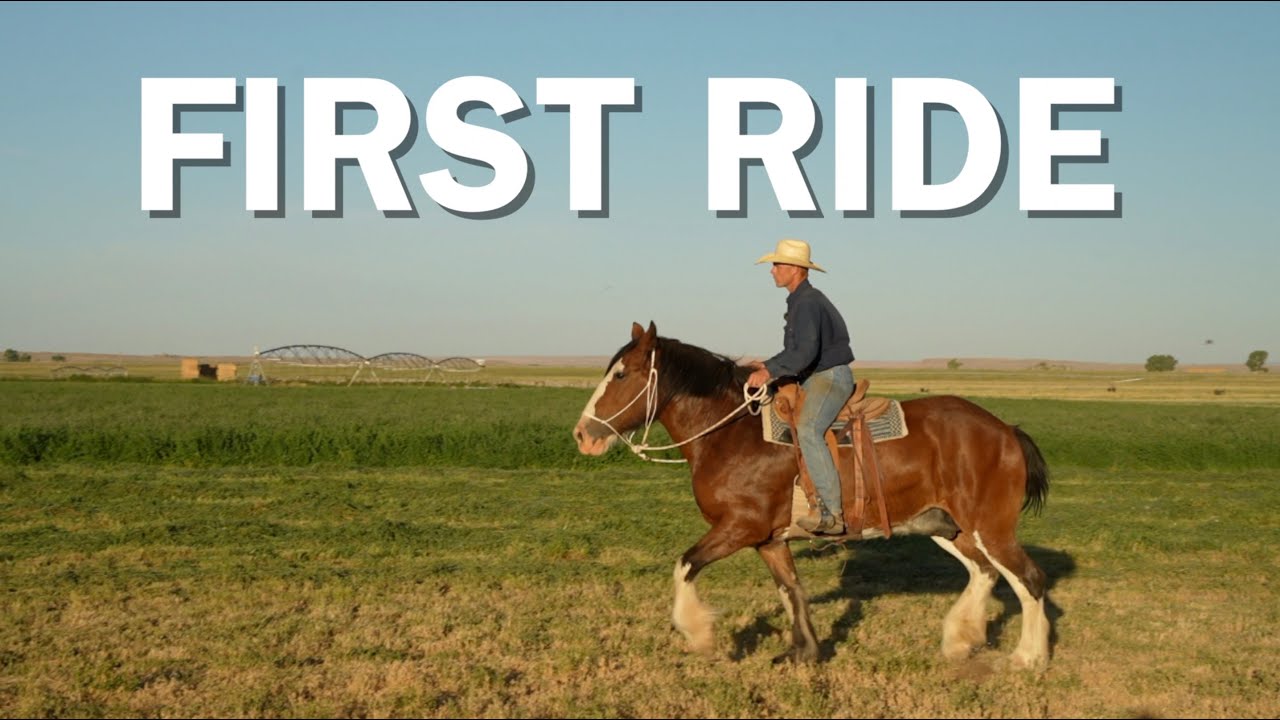 FIRST ride on Clydesdale HORSE