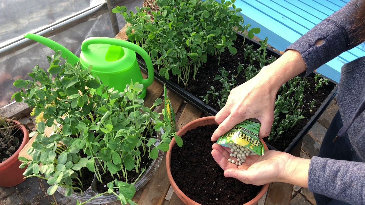 How to Grow Pea Shoots with Niki Jabbour YouTube