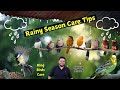 Budgies Rainy season care tips | Barishon me hifazat | Rainy care tips | birds care tip | Bajri tote