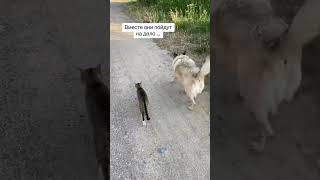 Альма и её банда #деревенскаяжизнь #собаки #дом #семья #коты #cat #dog