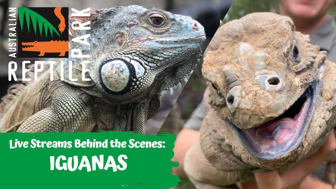 IGUANAS (LIVE FOOTAGE) | AUSTRLIAN REPTILE PARK - YouTube