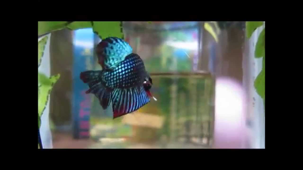 camera iphone 8 plus apk Special Imbellis (Tough body)