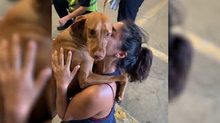 Tearful Reunion With Lost Dog 🥺 | Best Reunion Compilation