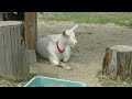 【いくとぴあ食花】 食物を反芻する山羊