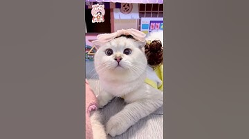 Nhìn lại năm 2022 Phần 2 #shorts #cutecat #mèo #cat